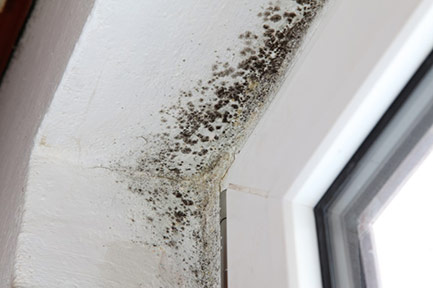 Mold Growth