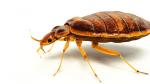 Bed Bugs and What to Do About Them Bed Bugs and What to Do About Them