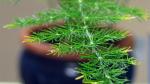 Six Houseplants You Can't Kill