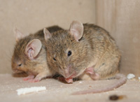 Rodents Rodents